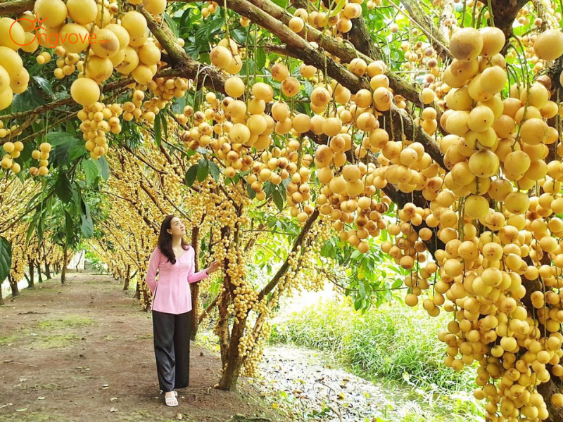 Vườn Trái Cây Cần Thơ