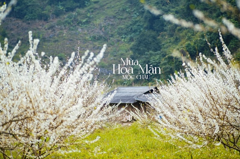 Trải nghiệm mùa hoa mận Mộc Châu: Chuyến đi đến thiên đường trắng