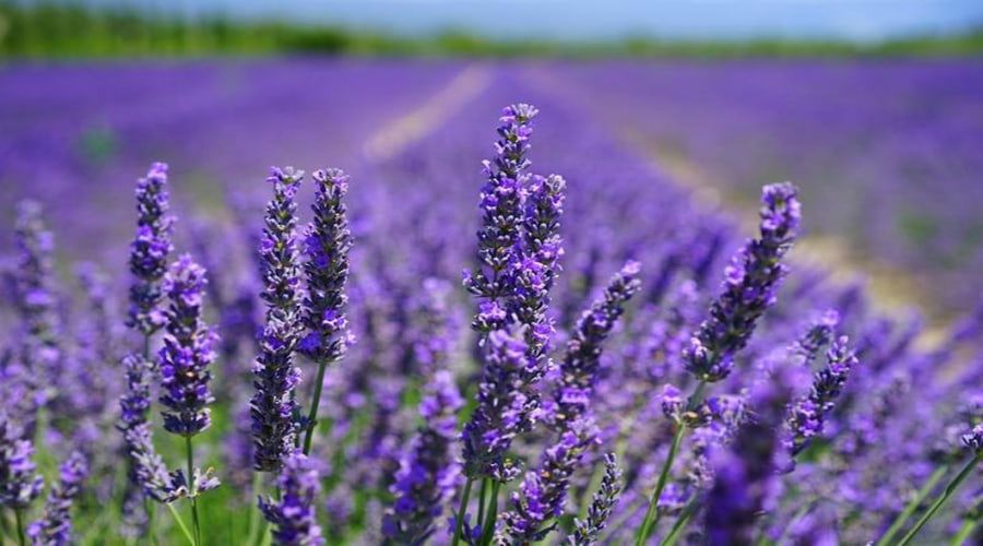 Lavender đà lạt
