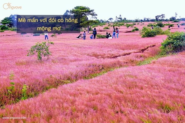 đồi cỏ hồng mộng mơ
