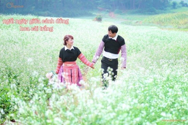 cánh đồng hoa cải trắng bạt ngàn
