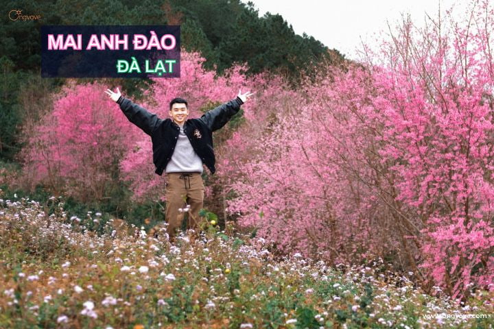 Mùa hoa Mai Anh Đào nở rộ