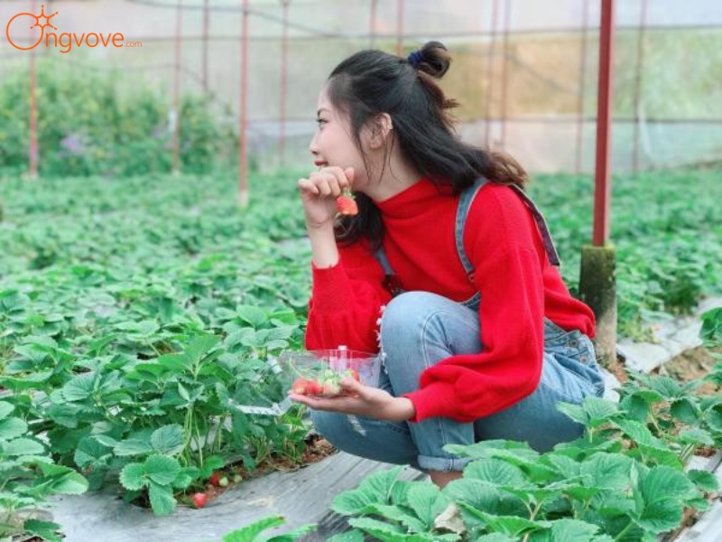 Khám phá Đà Lạt từ Vườn dâu Nguyễn Lâm Thanh Đà Lạt