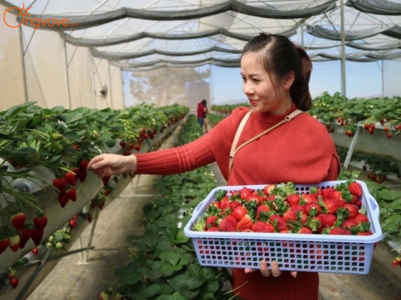 Nếm thử đặc sản Đà Lạt tại Vườn dâu Nguyễn Lâm Thanh Đà Lạt