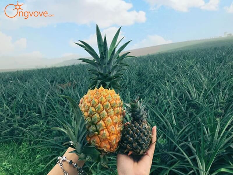 Bảo vệ hệ sinh thái đồi dứa - Nông nghiệp bền vững và đa dạng sinh học