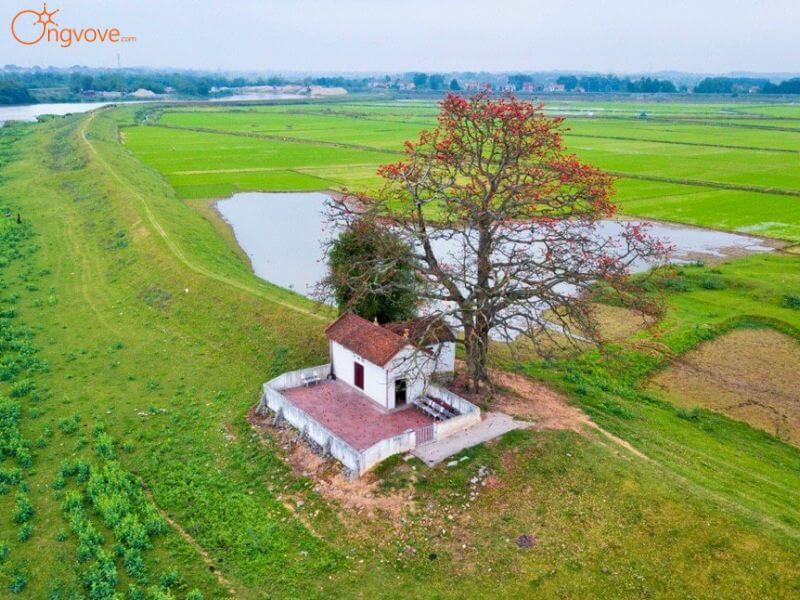 Sử dụng các dịch vụ du lịch "Cây Gạo miếu Bà Cô" tại nền tảng Ong Vò Vẽ Travel