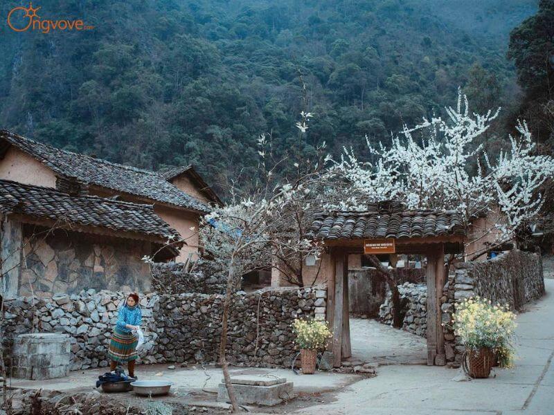 Khám Phá Phố Cổ Đồng Văn Hà Giang Qua Ong Vò Vẽ Travel