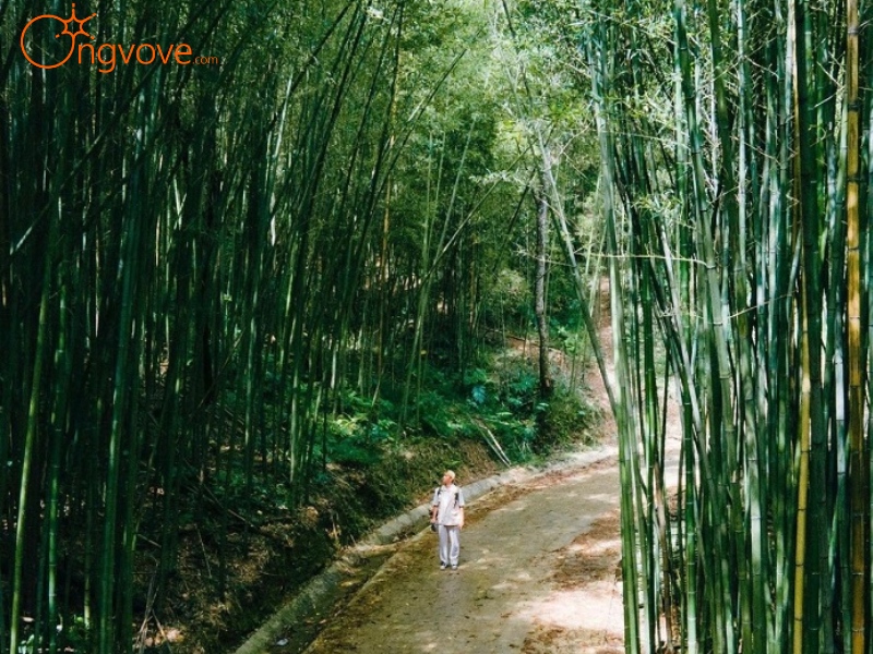 Lưu Ý Khi Khám Phá Kiến Trúc Rừng Trúc Nguyên Bình