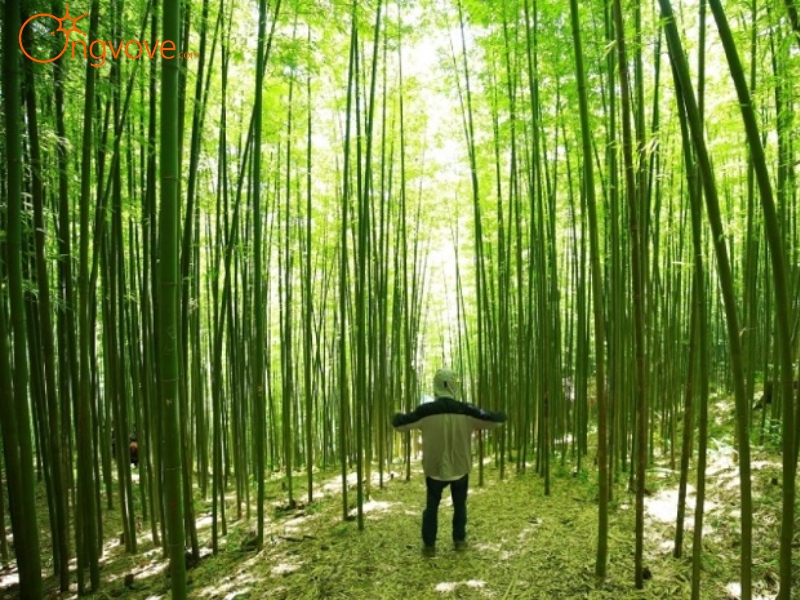 Rừng Trúc Nguyên Bình Xanh Mướt