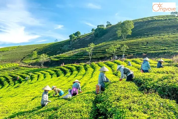 Giới Thiệu Đồi Chè Cầu Đất Đà Lạt- Cầu Đất Farm