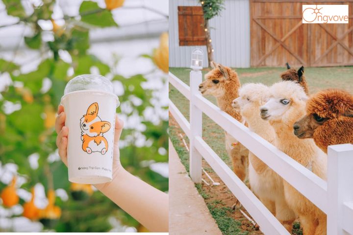 Giới Thiệu về nông trại cún Puppy Farm Đà Lạt