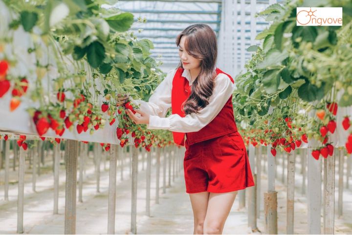 Vườn dâu công nghệ cao
