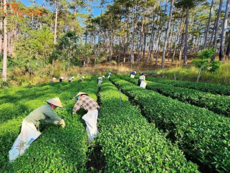 Các Địa Điểm Tham Quan Nổi Tiếng & Trải Nghiệm Thú Vị Tại Bảo Tàng Trà Long Đỉnh