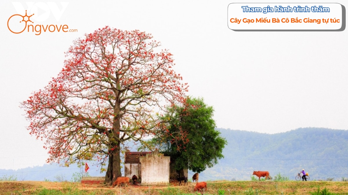 Tham gia hành trình thăm Cây Gạo Miếu Bà Cô Bắc Giang tự túc