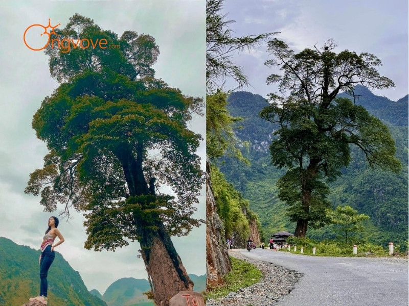 Hướng Dẫn Đi Đến Cây Cô Đơn Hà Giang