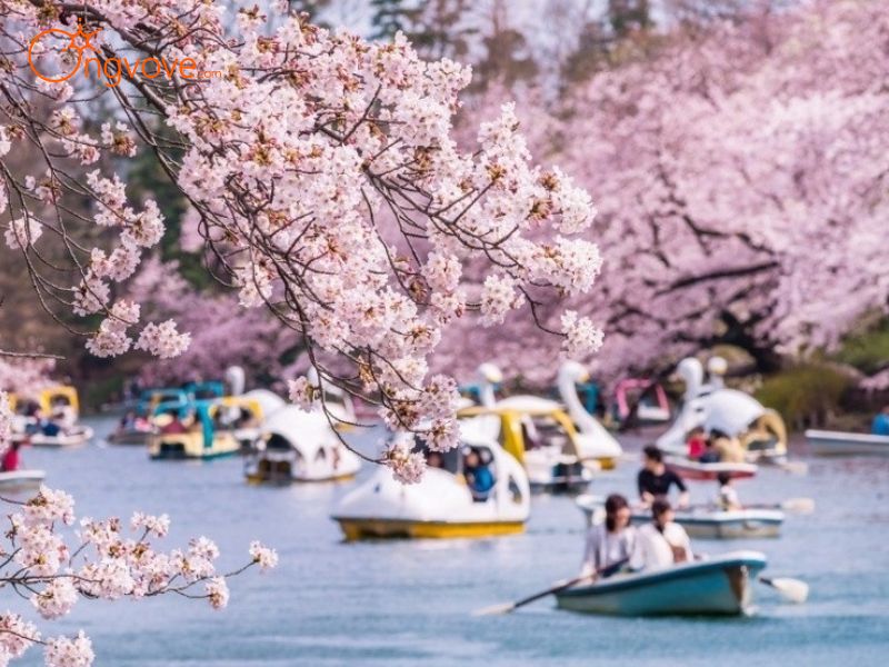 Lễ hội hoa anh đào (Hanami)