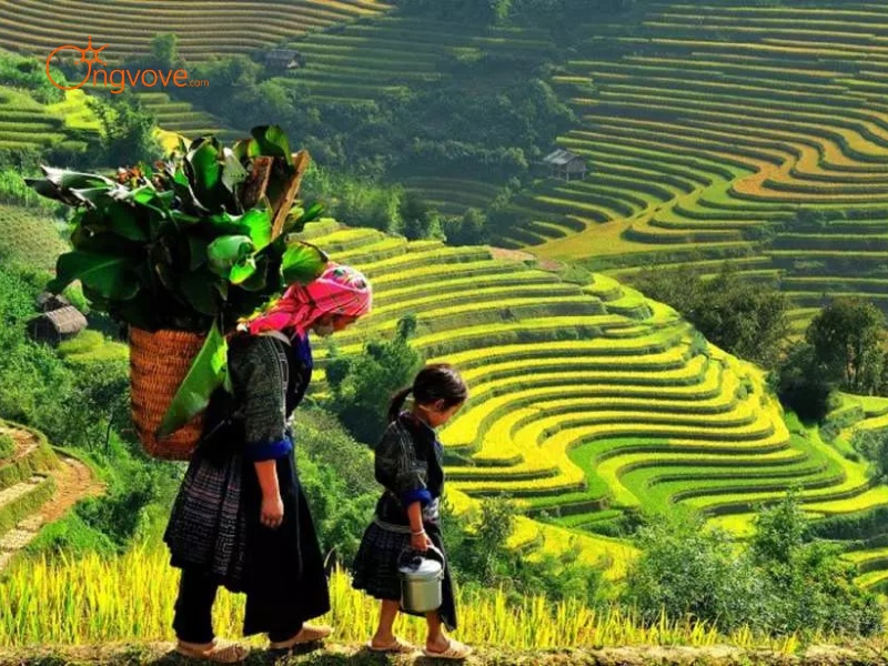 Tour Guide Tà Xùa: Khám Phá Vùng Đất Mây Trắng
